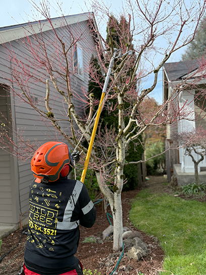 Tree Pruning