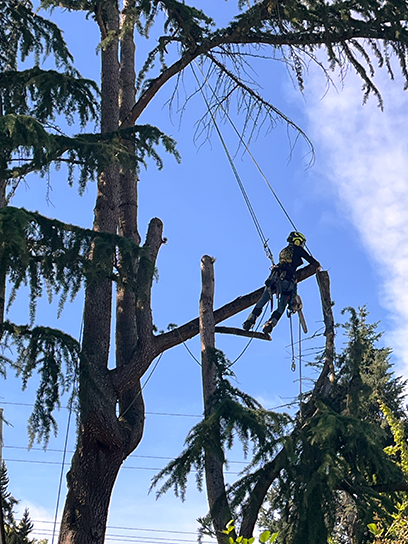 Tree removal